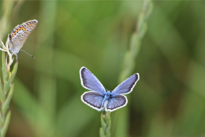 Read more about the article Simple Guide to Face The Butterfly Effect, Even Small Things Do Matter